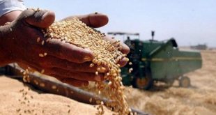وزير التجارة: تسويق الحنطة لهذا الموسم بلغ مليونين و50 ألف طن حتى الآن