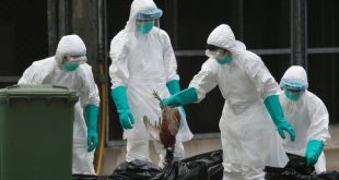 اليابان : ابادة نحو 120 الف دجاجة بسبب انفلونزا الطيور
